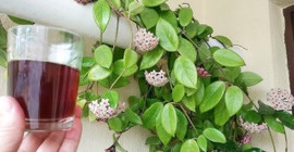 Bahar geldi ancak açmayan çiçekler var! Çiçeklerin daha hızlı açmasını sağlayan tüyo