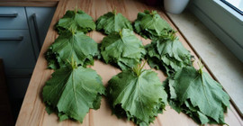 Asma yaprağının bozulmasını önleyen tüyo. Asma yaprağı 1 yıl boyunca taze kalıyor