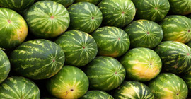 Usta çiftçiler biliyor sadece bu sırları. Karpuz seçerken dikkat etmeniz gereken 4 tüyo