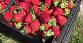 30 gün bozulmayan çileklerin sırrı... Küflenmemesi için kesinlikle denemelisiniz