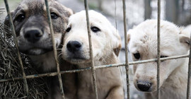AKP'de 'katletme' önerili zirve sonrası: Anadolu Ajansı köpekleri hedef gösteren haberleri artırdı