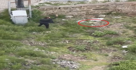 Trabzon’da tekmelediği kediyi ezerek öldürüp, fırlattı