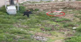 Yavru kediyi tekmeleyerek öldüren saldırgan tutuklandı