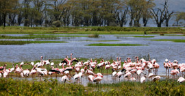 Hindistan'da yolcu uçağı flamingo sürüsüne çarptı: 36 kuş öldü
