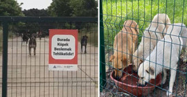 Yeditepe Üniversitesi'nde hayvan karşıtı yönerge: Köpekleri besleyene ceza verilecek