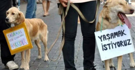 TBB'den AKP'nin köpeklere yönelik katliam düzenlemesine tepki: 'Ülkemiz tarihinde görülmemiş bir hayvan katliamı yaşanacak'