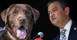Köpeklere yönelik katliam düzenlemesi... Özgür Özel, fon kurulmasına dikkat çekti: 'Elimizi taşın altına koymaya hazırız'
