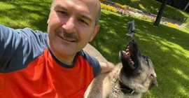 'Soylu köpek katliamına karşı' haberine yalanlama, Saray'dan geldi