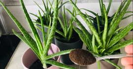Evde aloe vera nasıl yetiştirilir? Evin enerjisini artırıyor ve evin huzurla dolmasını sağlıyor