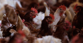 ABD'nin California eyaletinde kuş gribi nedeniyle OHAL ilan edildi