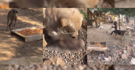 Antep’te milyonluk ‘sokak hayvanları’ ve mama ihaleleri: Köpekler insan artıklarıyla besleniyor