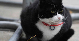 İngiliz Parlementosu kedi Palmerston’un kilolarından rahatsız