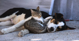 Türkiye katliam tasarısını tartışırken Avrupa Birliği'nden kedi ve köpeklerin refahı için yasa hazırlığı