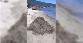 Balıkesir'de deniz çayırlarının sökülmesiyle ilgili inceleme başlatıldı
