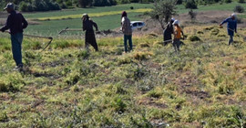 Yozgat'ta hasadı başladı, üretenler zor duruma düştü. Pazarı pek bulunmuyor