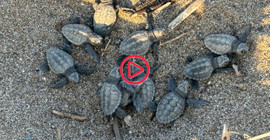 Yuvadan denizlere: Yavru Caretta carettaların yolculuğu başladı