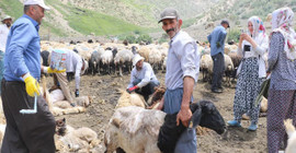 Yüksekova'da koyun kırkma şenliği bir asırdır devam ediyor