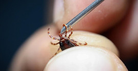 Kene ve sivrisinekten kurtulmanın basit yolları: Artık geceleri rahat uyuyabileceksiniz