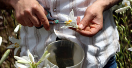 Tokat'ta hasadı başladı, nadir bulunuyor: Kilosu 5 bin Euro ediyor