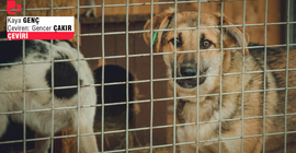 Her şey başarısız olduğunda köpekleri suçlayın