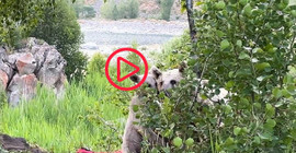 Pikniğe giden aile ayılarla karşılaştı: Sofralarını bırakıp kaçtılar
