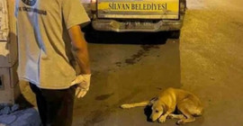 Silvan Belediyesi'nden açıklama: Barınağa götürülen köpekler kısırlaştırıldıktan sonra yaşam alanlarına geri bırakılacak