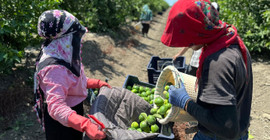 Limon hasadı başladı: Bahçede kilosu 10 lira