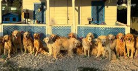 İngiltere'de bir yardım kuruluşundan Türkiye'deki köpekler için 'kurtarma projesi'