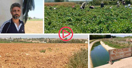 Adana'da sulama krizi: 'Ürün yetişmezse kıtlık olur'