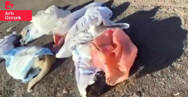Edirne'de köpeklerin katledilmesine dört gözaltı