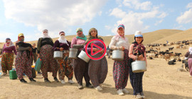 Hakkari'de berivanların halayı: Yorgun olsak bile halaylarımızı çektikten sonra yayladan dönüyoruz