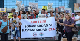 Hak savunucularından Mansur Yavaş'a tepki: 'Halkın belediye başkanı mısınız yoksa hayvan katillerinin mi?'