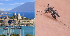 Bodrum'da 'Batı Nil Virüsü' tespit edildi: Sağlık Müdürlüğünden uyarı