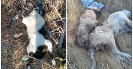 İzmir’de beş köpek ile altı kedi zehirlenerek öldürüldü