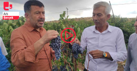 Malatya’da üzüm üreticisi dertli: 'Tarım Bakanı, tarımdan bihaber'
