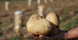 Yazlık ve kışlık patates aynı dönemde hasat edilince fiyat 4 liraya düştü