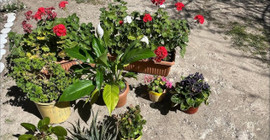 Solan çiçeklerin canlanması için 5 bakım önerisi! Çiçekçiler öneriyor