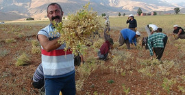Hükümet şimdi de Ovacık'a göz dikti