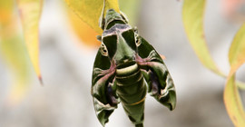 Giresun'da askeri kamuflaj desenli 'mekik kelebeği' görüntülendi