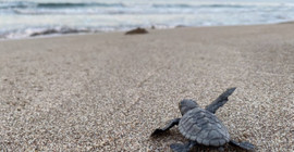 Akdeniz'de rekor sıcaklık: Caretta caretta yavrularının yüzde 90'ı dişi çıktı