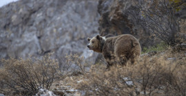 Munzur Vadisi'nde bir bozayı ormanda yiyecek ararken görüntülendi