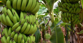 Muz kabuğunu çöpe atmamalısınız. 5 kullanım alanı şaşırtıyor