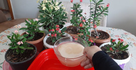 Evdeki çiçeklerinizin dibine 1 kepçe dökün ve sonucu görün! 1 haftada etki ediyor