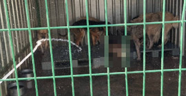 Gemlik'te hayvan bakım evinde aç kalan köpekler, ölen köpeği yedi