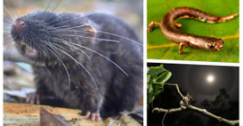 Peru'da 27 yeni hayvan türü keşfedildi