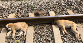 Tren raylarında vahşet