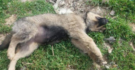 Köpek katliamı: 18 köpeği zehirlediler