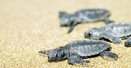 Bodrum'da ölü caretta caretta sahile vurdu