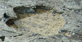 170 milyon yıl öncesine ait dinozor ayak izi bulundu