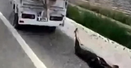 Köpeği, motosikletin arkasına bağlayıp sürükledi